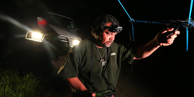 Ian Tarei, a field worker with the Omataroa Kiwi Project in the eastern Bay of Plenty, pictured tracking kiwi fitted with transmitters in bush near Whakatane. Photo/file