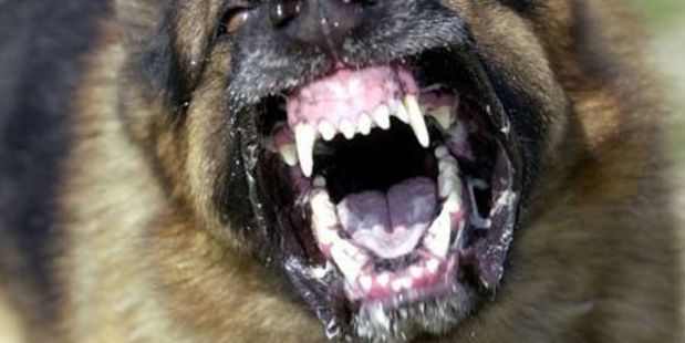 Animal control are investigating after a dog bit a woman in Takaka. Photo / File
