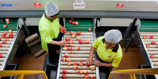 Packhouse of Whakatu Business Mr Apple. Photo / Glenn Taylor