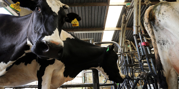 A heifer tested positive for Tb on an Otago farm. File photo / John Stone