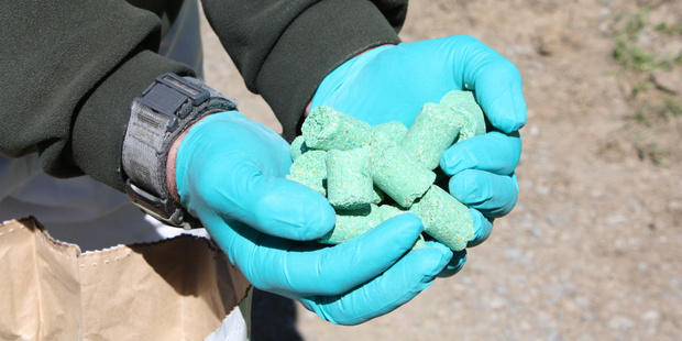 The Department of Conservation will be doing 1080 drops in an attempt to control the rat explosion on the West Coast. Photo / File