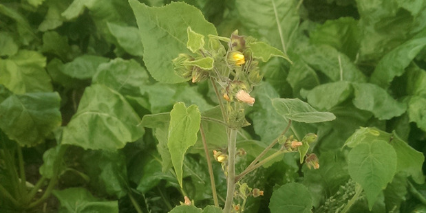 Velvetleaf standing above the beet crop it is growing in. Photo / Supplied