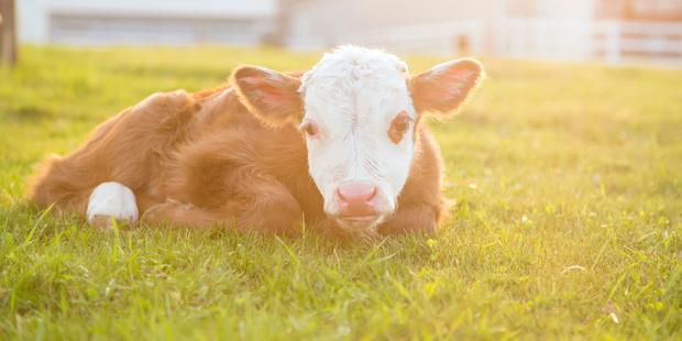 Tougher rules around the treatment of bobby calves will start before the spring calving season. Photo / iStock