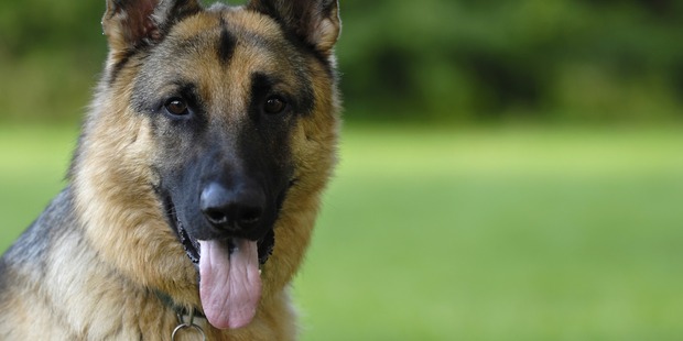 The german shepherd was spotted on the motorway this morning. Photo / iStock