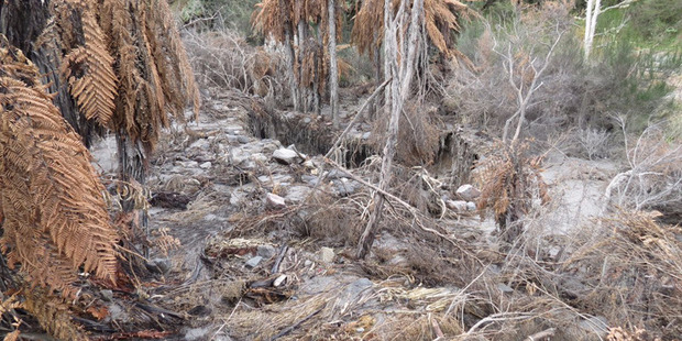 The Mud Rift feature in the Waimangu Volcanic Valley has erupted after being dormant for over 30 years.  Photo/GNS Science