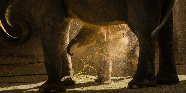 Melbourne Zoo's latest edition has a rare defect, which leaves her future uncertain. Photo / Getty
