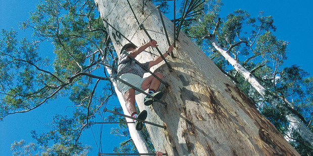 Tourists climbing the Bicentennial Tree, located near Pemberton, Western Australia. Photo / Tourism Western Australia