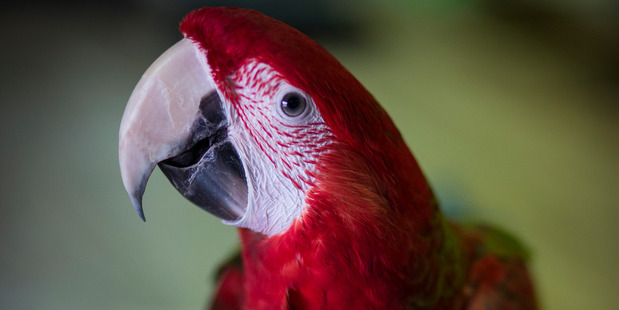 The macaw has more neurons in its forebrain than the macaque. Photo / Dean Purcell