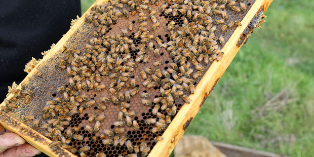 Put beehives on roofs and allow the homeless to collect the honey is an unusual plan floated by a group of business students. Photo / File