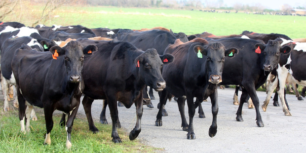 Fonterra's view is that it expects the supply/demand anomaly to rebalance itself within six to 12 months. Photo / Lynda Feringa