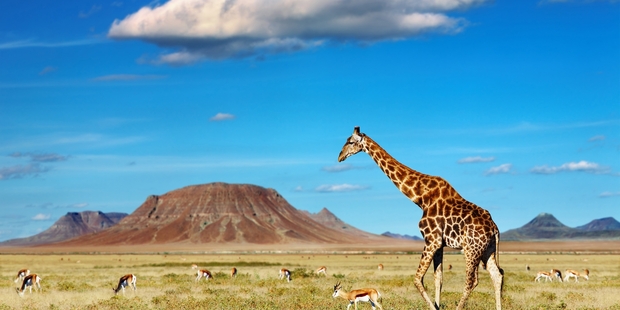 The plight of giraffes in Africa has been highlighted in a new documentary series. Getty Images