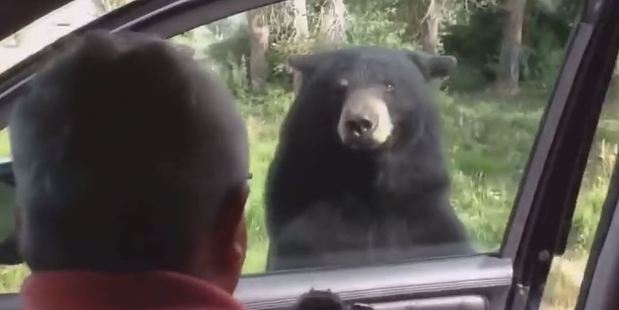 Children in the back seat screamed as the bear managed to open a car door. Photo / YouTube, Everything New