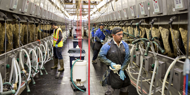 Workers prepare cows to be milked at Lake Breeze Dairy in Malone, United States. Photo / Daniel Acker