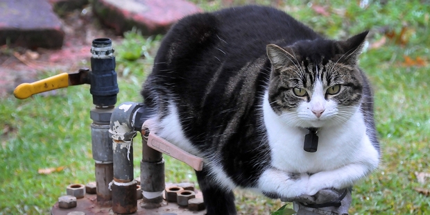 "As soon as winter kicks in a neighbour's cat beats the cold weather by sitting outdoors on the thermal heating pipes," writes a reader. Photo / Supplied
