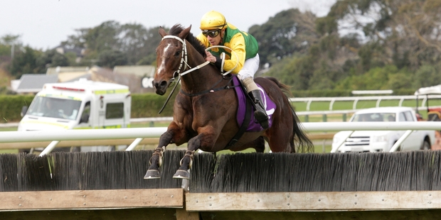 Quality jumper Just Got Home will miss the Great Northern Hurdles. Photo / Trish Dunell