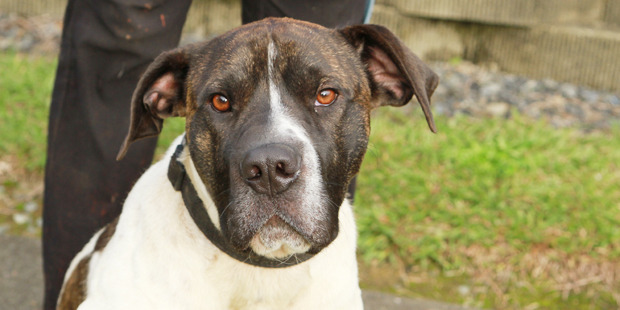 Jay is an 18-month-old mastiff cross looking for a home.