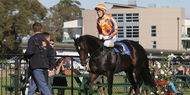 Xtravagant will be going directly to Melbourne next season. Picture / Trish Dunell