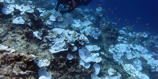 Bleaching and some dead coral around Jarvis Island, which is part of the US Pacific Remote Marine National Monument. Photo / AP