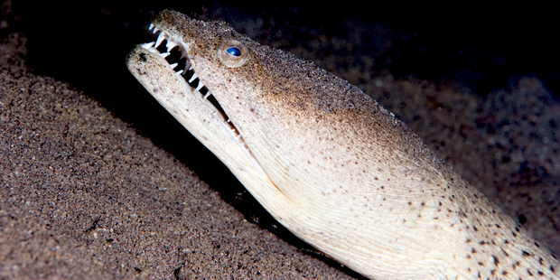 The snake eel had "really sharp teeth" so they had to hold it by its head. Photo / Getty Images