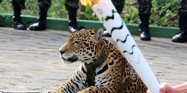 Juma the jaguar. Photo / AFP