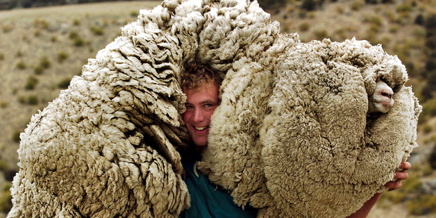 Tarras was home to Shrek the giant merino sheep.