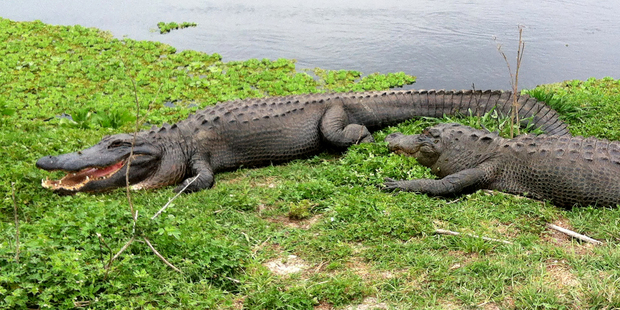 240 alligators have been captured on Walt Disney World property in Florida in the last 10 years. Photo / AP