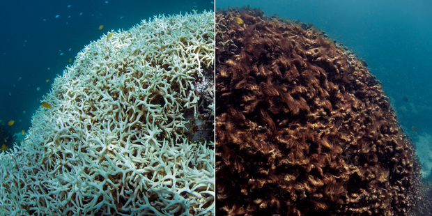 Before, March 2016 (L) and after, May 2016, images of coral bleaching and death at Lizard Island. Photo / AP