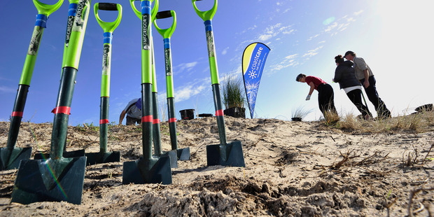 You can join Coast Care to look after our local dunes for National Volunteer Week this week. Photo/file