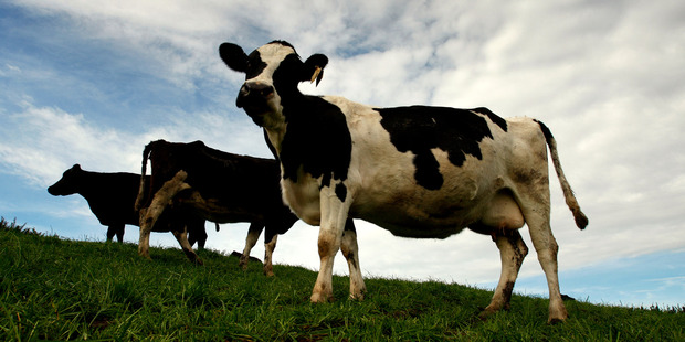 The bulk of the region's bobby calf kill will now take place at Silver Fern Farms' Pareora plant. Photo / Brett Phibbs