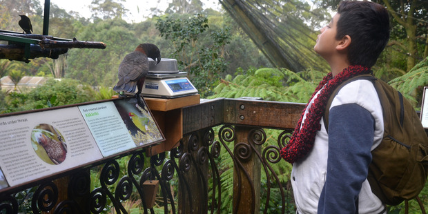 Teejhan Tatana intently watches a kaka in The Forest within Auckland Zoo's New Zealand precinct, Te Wao Nui.