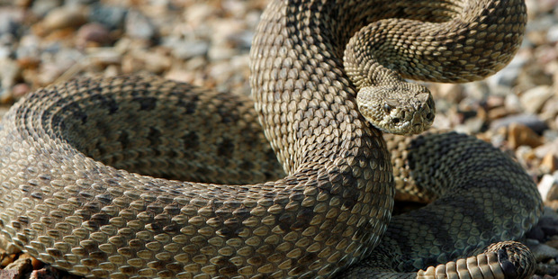 "Maybe it's good luck to get bit by a snake between your wedding and reception," Johnny Benson said about his ordeal. Photo / iStock