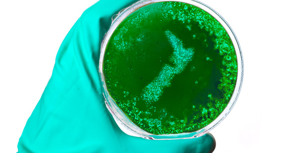 About 120 students were off sick at Paparoa Street School last week following a whooping cough outbreak. Photo / iStock