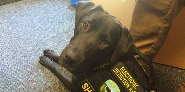 Rescued from a shelter when he was a puppy, URL had six months of training before being certified as an ED dog. Photo / Facebook