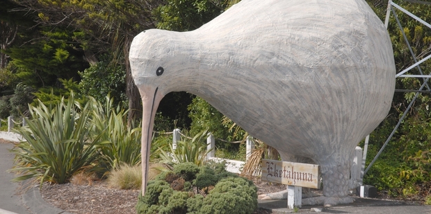 The kiwi will be moved to its new home in a few days.PHOTO/FILE