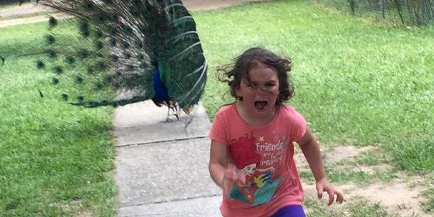 This image of a girl being chased by a peacock has started a new series of Photoshopped memes. Photo / Reddit