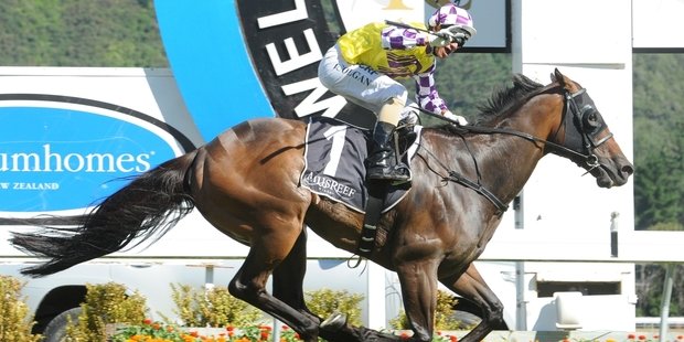 Vinnie Colgan will again be aboard Sacred Star on the Sunshine Coast tomorrow. Photo / Race Images