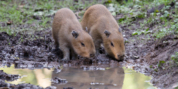 The two male capybara pups were born at the beginning of the month. Photo / Grace Watson