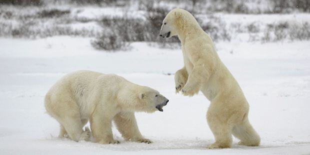 Two sizeable polar bears practise for when they are fully grown adults.