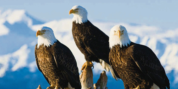 Alaskan bald eagles.