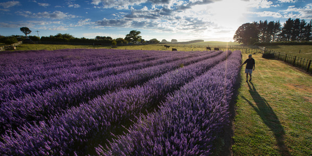 Alphra Lavender farm at Kihikihi has more than 12,000 plants. Photo / Brett Phibbs