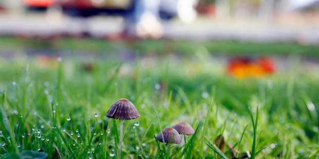 Andrew Durant was found "fossicking" in the town for magic mushrooms. Photo / File
