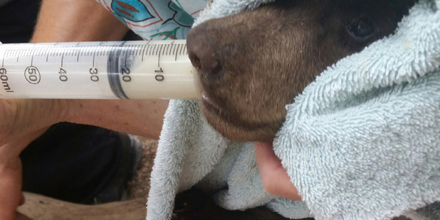 One of the rescued cubs. Photo / New Mexico Department of Game and Fish