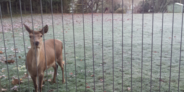 Honey the deer in Kelly Riddell's frosty paddock at her home in Lake Rotoma, Bay of Plenty. Photo / Kelly Riddell