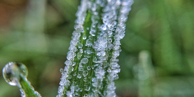 One reader sent in a photo of his back lawn grass. Photo / Damian Kobylinski