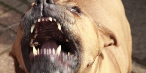 Owners of the 1228 dangerous dogs registered before today had registration fees for 2015/16 and fines for failure to register waived. Photo / iStock