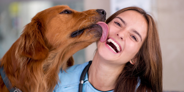 Dogs can cause sepsis in humans just by licking them, doctors have warned. Photo / iStock
