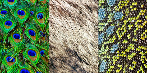 Although the three features look very different in adult animals, they start in the same place. Photos / iStock