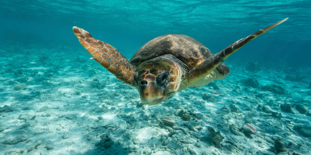 Researchers are hoping to find out where loggerhead turtles are encountering the numerous things that are killing them. Photo / iStock