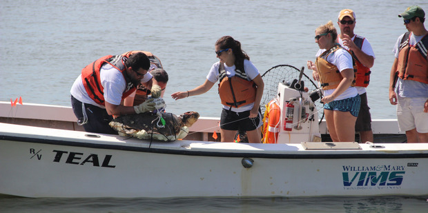 A Virginia Institute of Marine Science research team conducts a mock deployment of a Frankenturtle in the York River. Phto / David Malmquist, VIMS