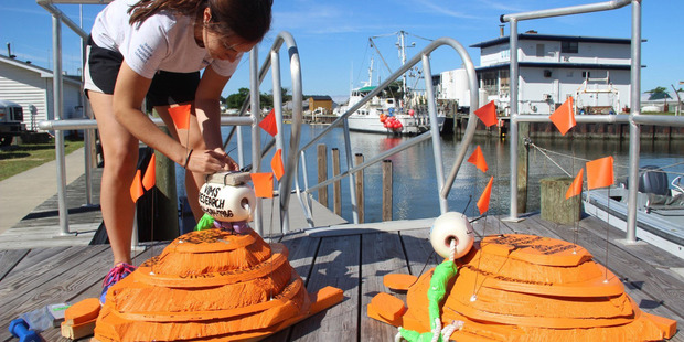 VIMS graduate student Bianca Santos readies the wooden and Styrofoam turtle models for deployment into the Chesapeake Bay. Photo / David Malmquist, VIMS